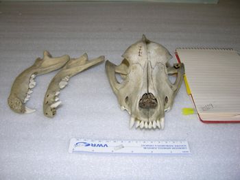 Media type: image;   Mammalogy 10729 Description: Image of skeleton specimen - frontal view. frontal view of skull.;